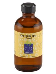 Dipsacus spp. (teasel) 4 oz Wise Woman Herbals